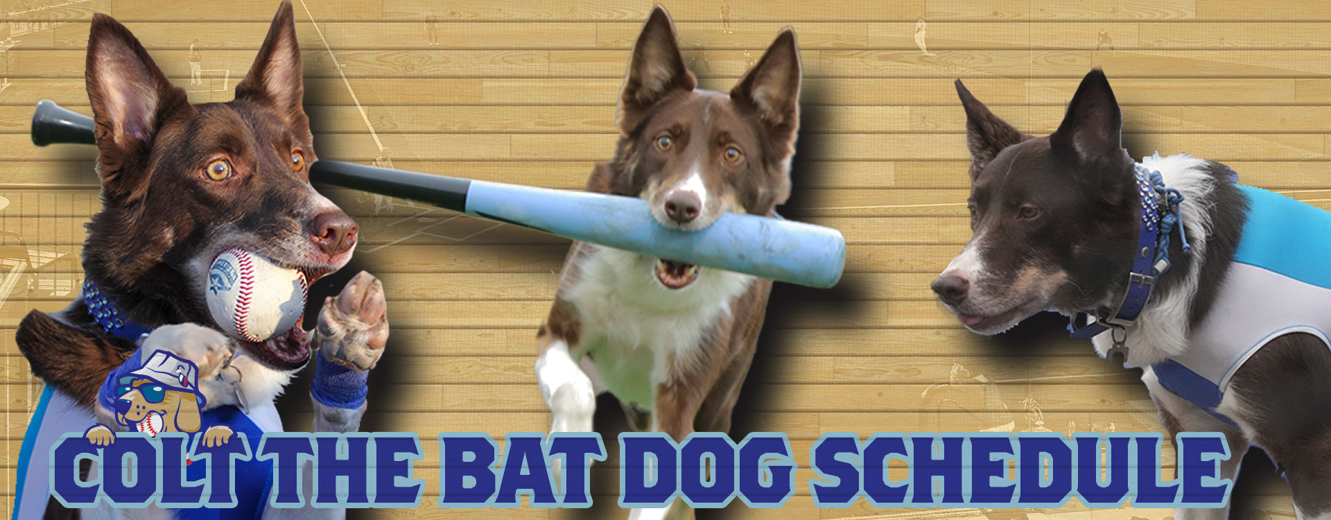 Colt the Bat Dog 2025 Schedule